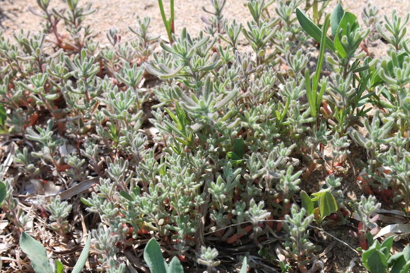 Grubovia sedoides photo 3