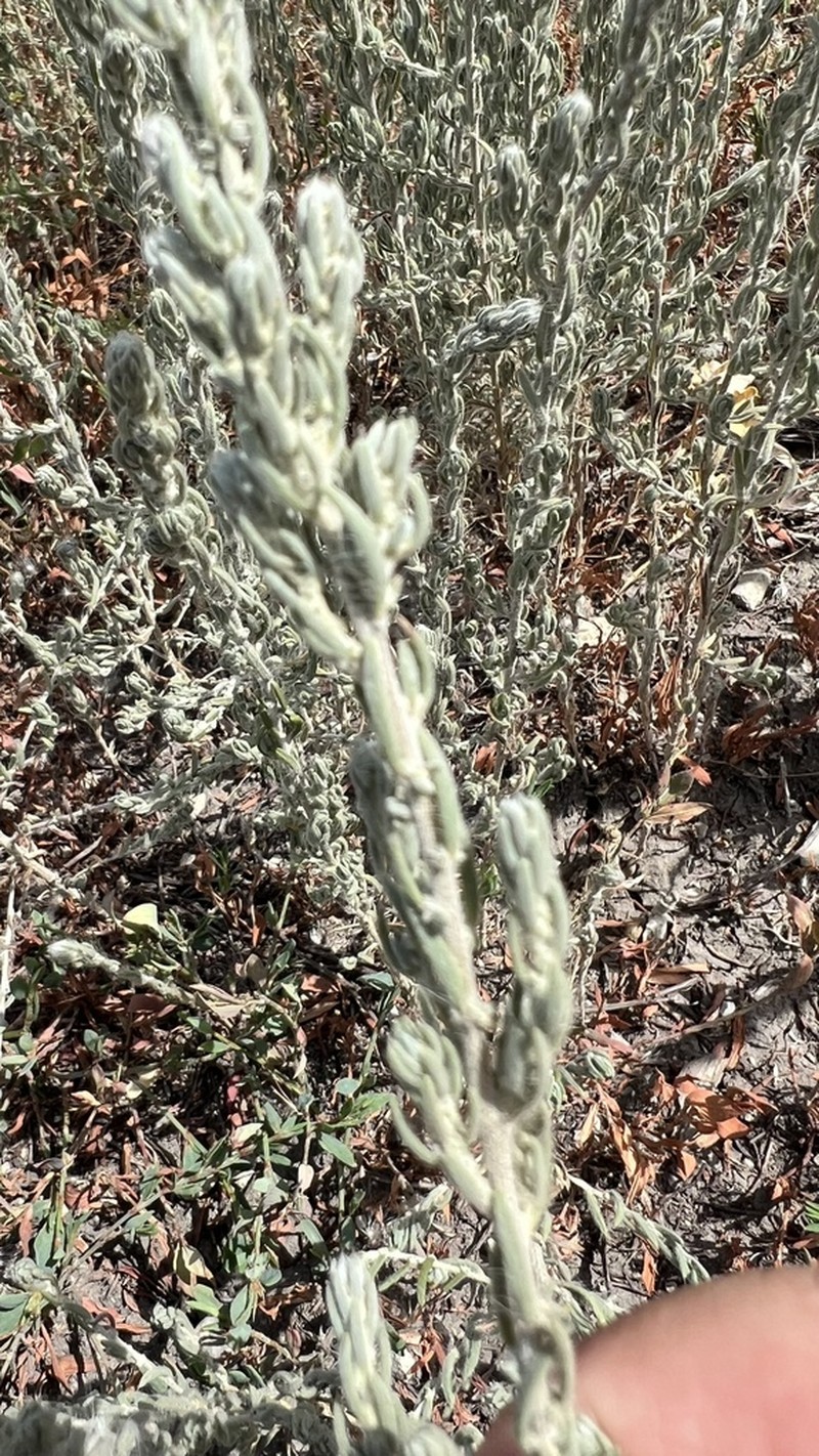 Grubovia sedoides photo 5
