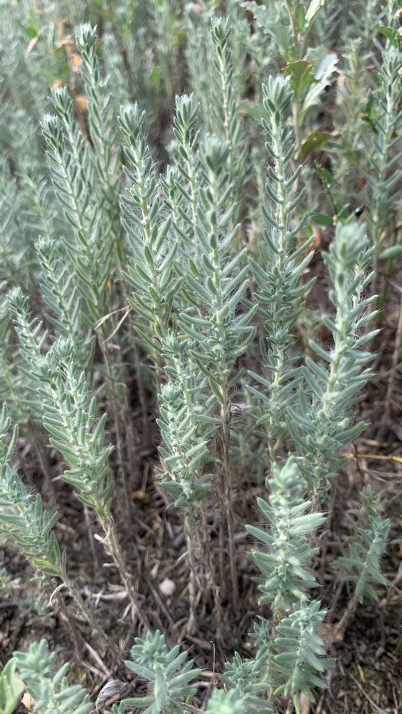Grubovia sedoides photo 7
