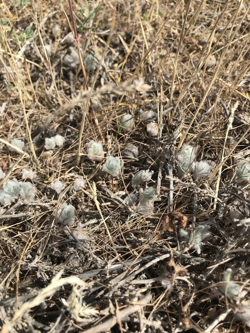 Grubovia sedoides photo 8