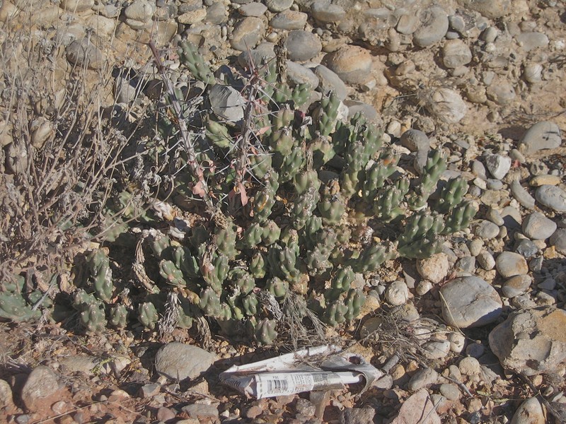 Big Bend Pricklypear