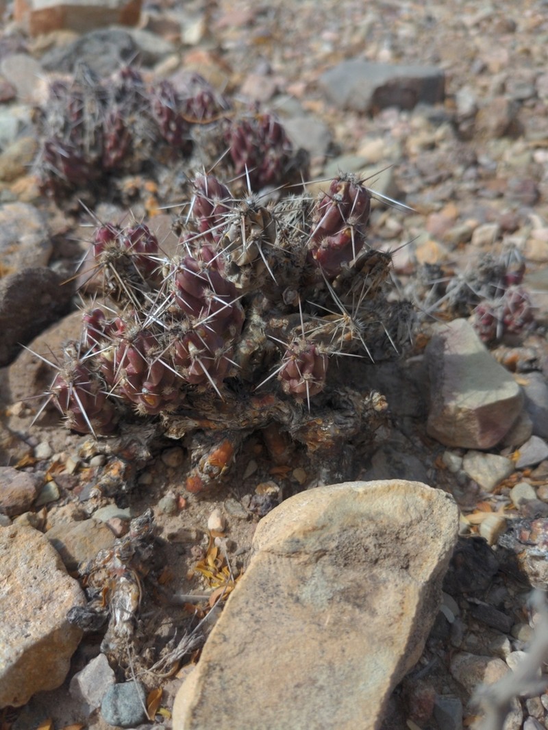 Big Bend Pricklypear photo 2