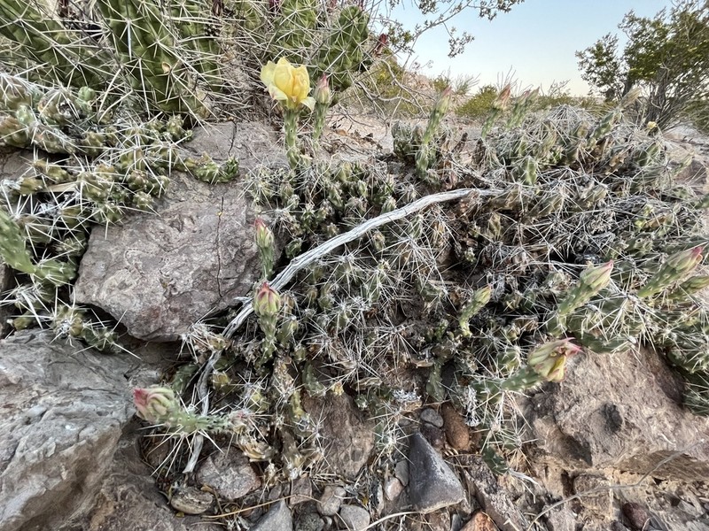 Big Bend Pricklypear photo 3
