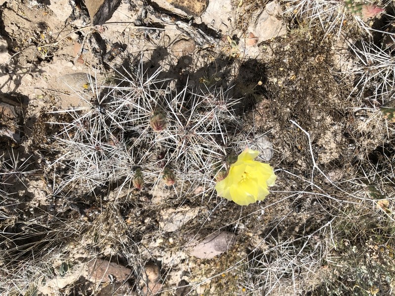 Big Bend Pricklypear photo 4