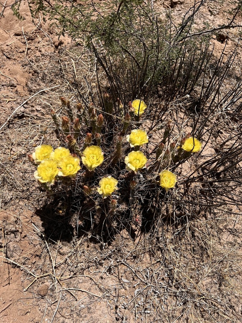 Big Bend Pricklypear photo 5
