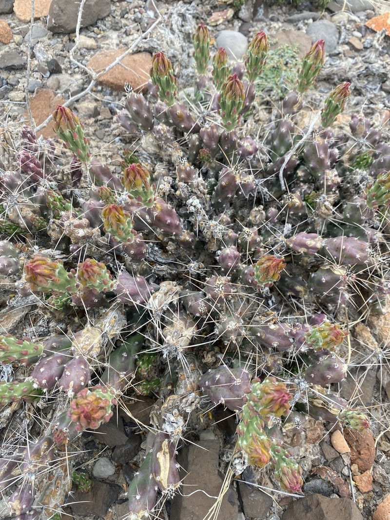Big Bend Pricklypear photo 6