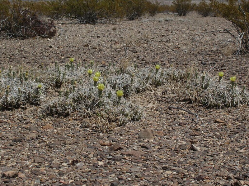 Big Bend Pricklypear photo 7