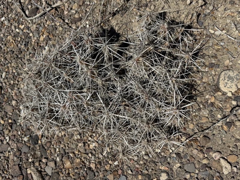 Big Bend Pricklypear photo 8