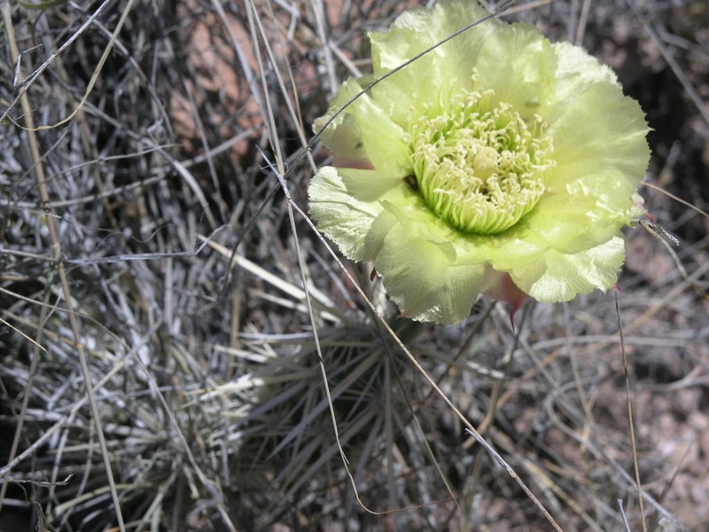Club Cholla photo 3