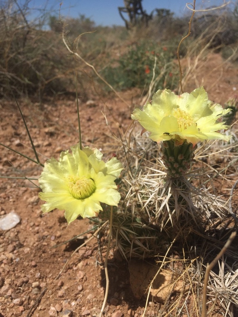 Club Cholla photo 4