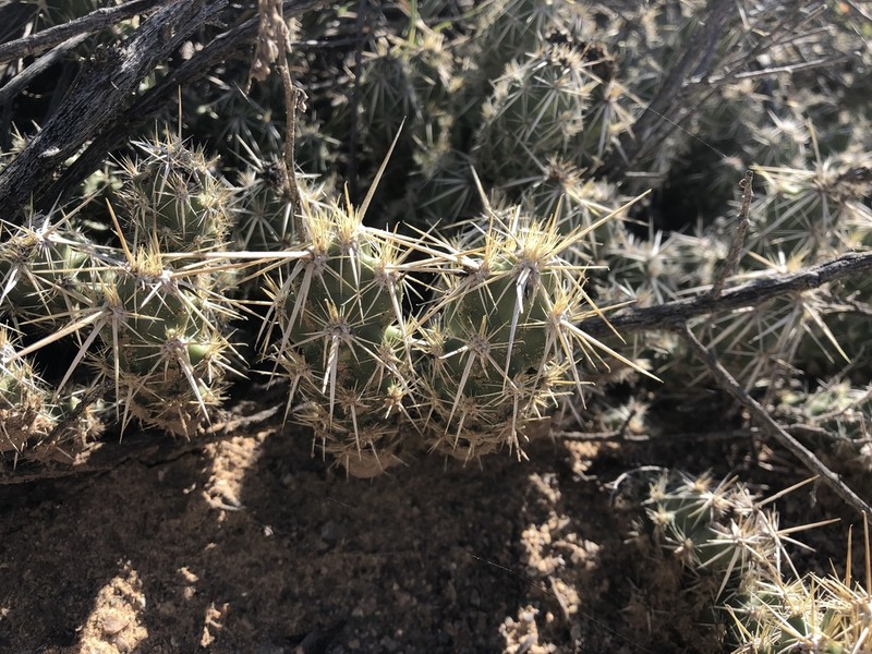 Club Cholla photo 5