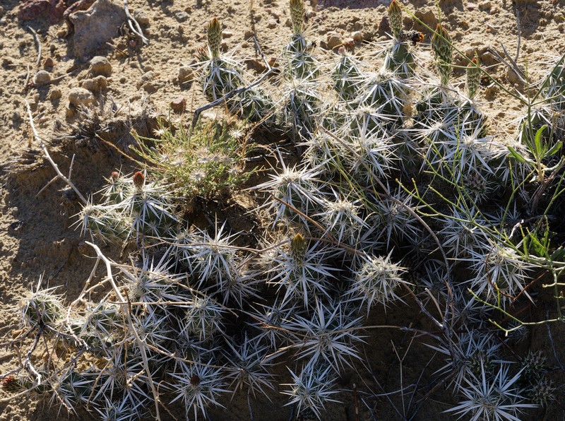 Club Cholla photo 6