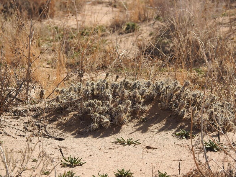 Club Cholla photo 7
