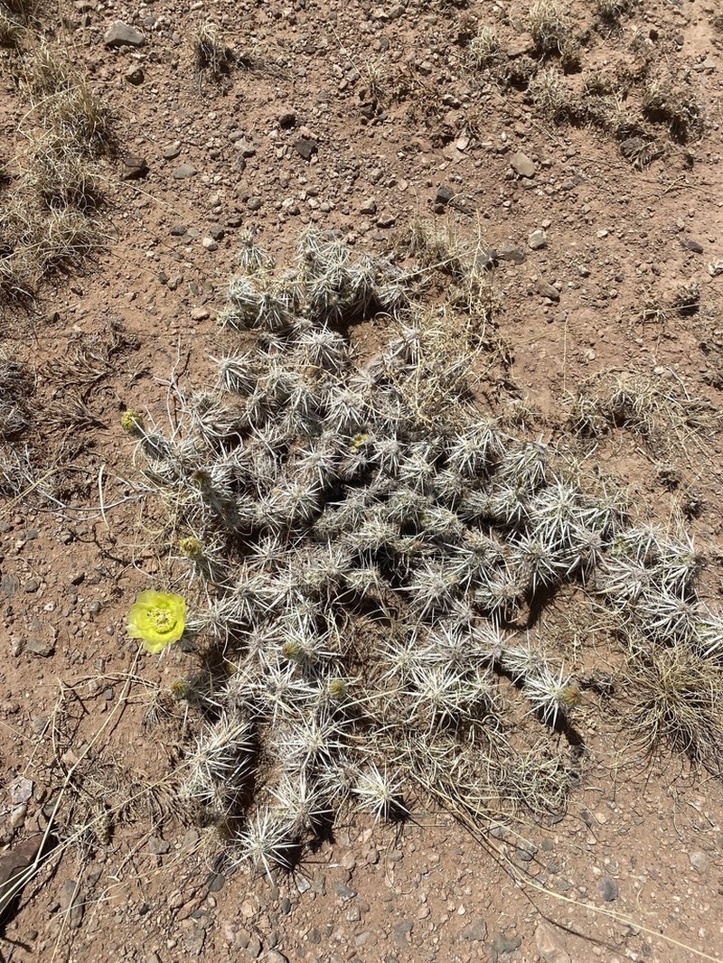 Club Cholla photo 8