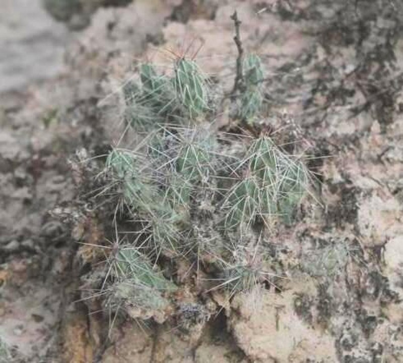 Grusonia deinacantha