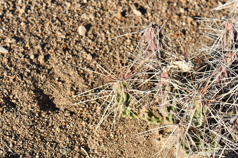 Grusonia densispina