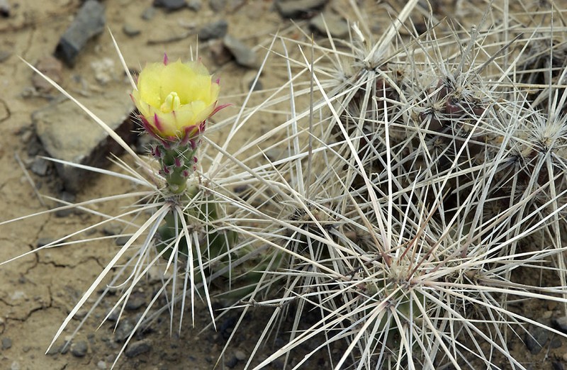 Grusonia densispina photo 2