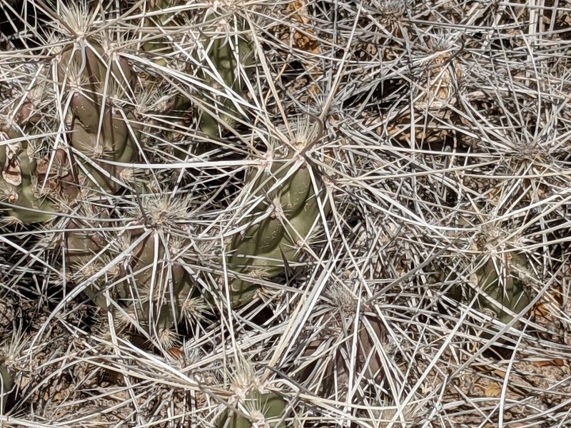 Grusonia densispina photo 4