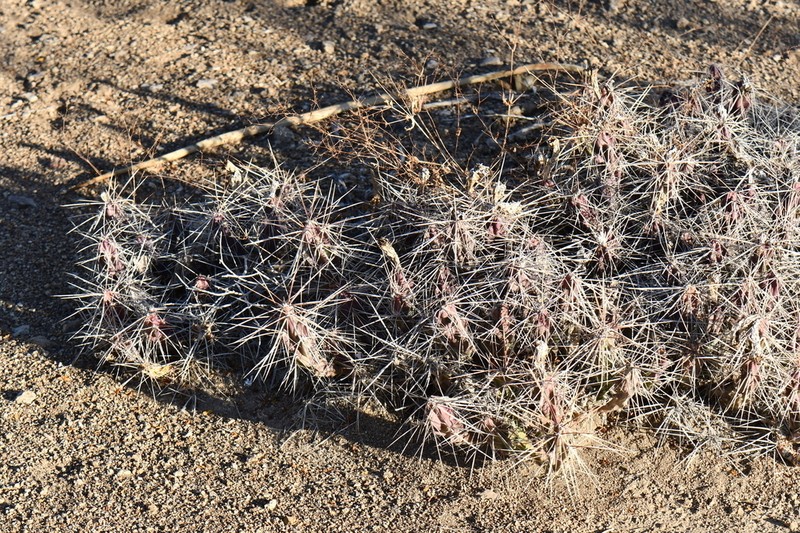 Grusonia densispina photo 5