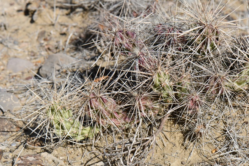 Grusonia densispina photo 7