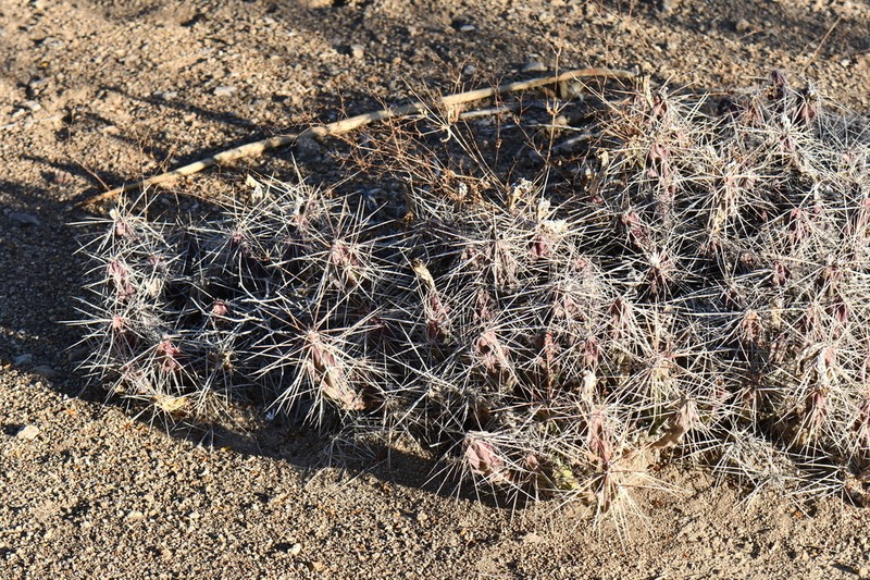Grusonia densispina photo 8
