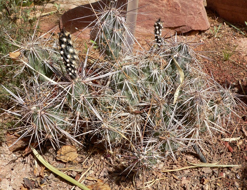 Devil Cholla