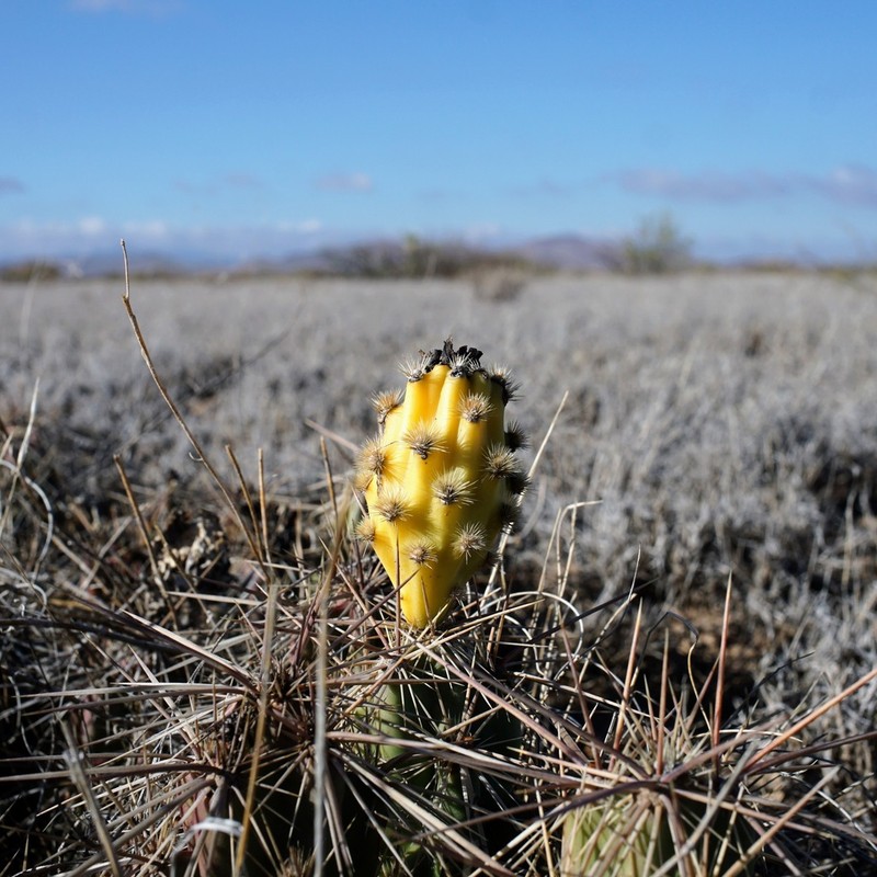 Devil Cholla