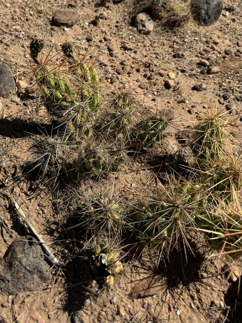 Devil Cholla photo 2
