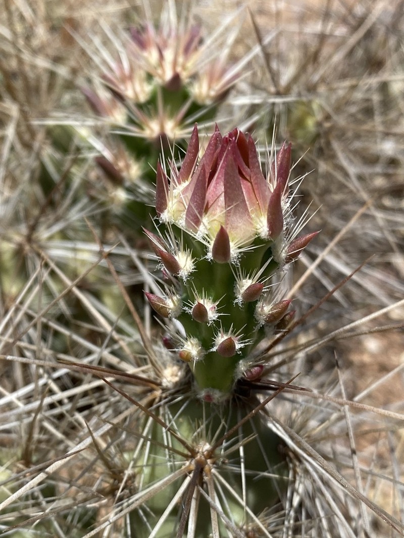 Devil Cholla photo 3