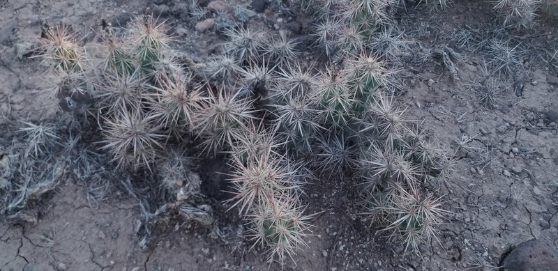 Devil Cholla photo 4