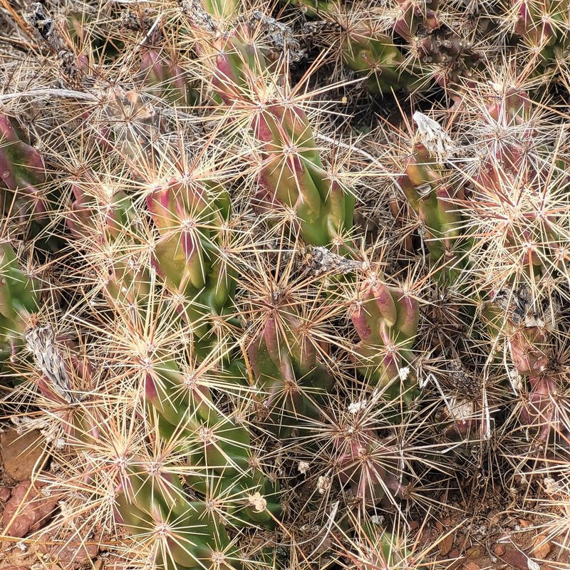 Devil Cholla photo 5