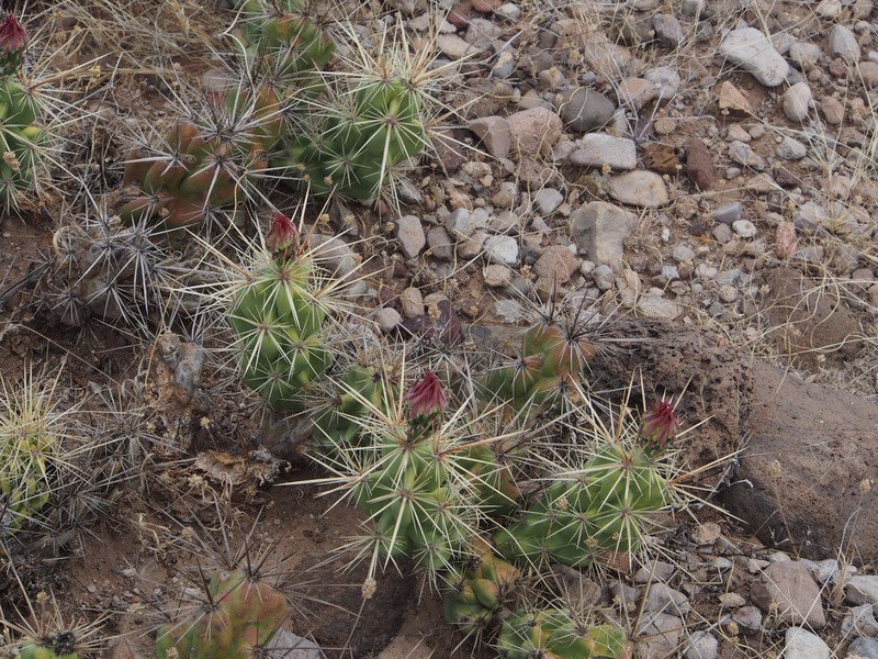 Devil Cholla photo 6