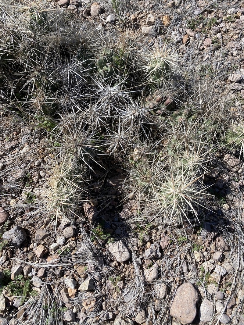 Devil Cholla photo 7