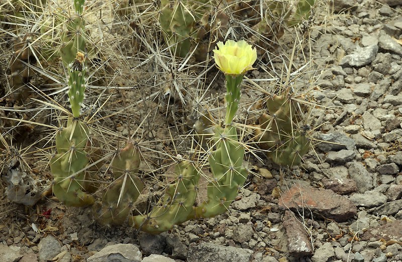 Devil Cholla photo 8