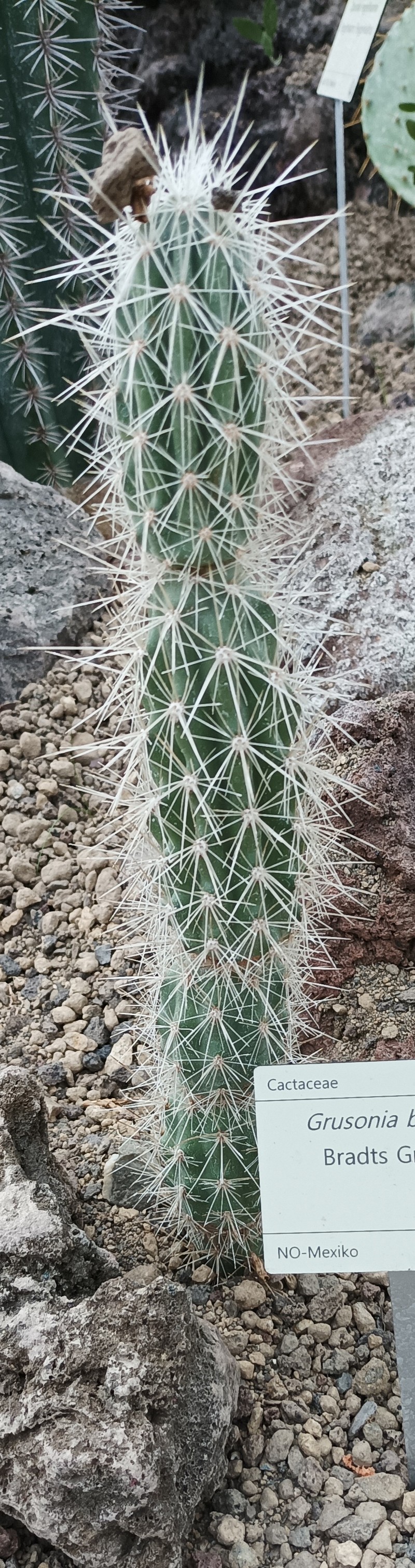 Graham's Pricklypear