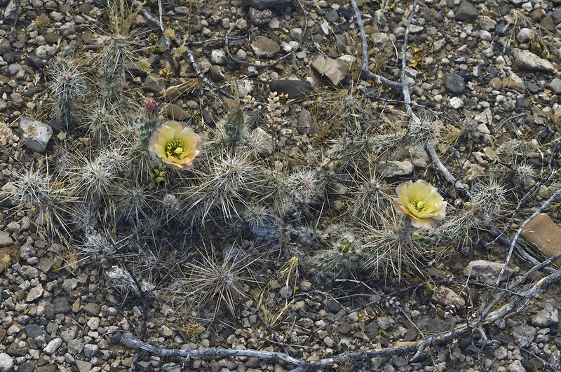 Graham's Pricklypear