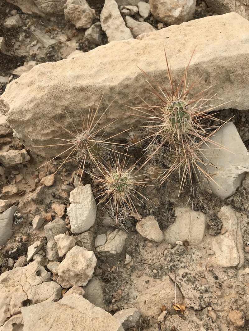 Graham's Pricklypear photo 2