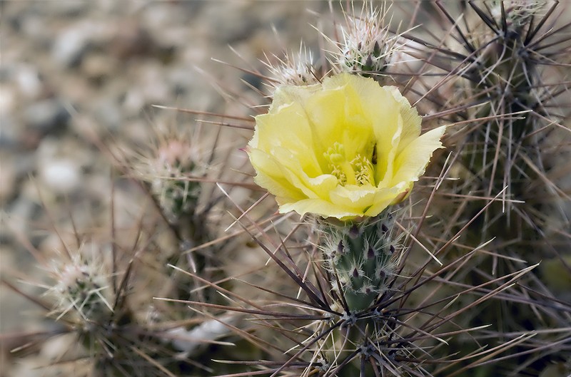 Graham's Pricklypear photo 3