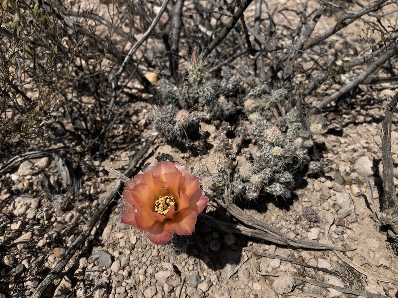 Graham's Pricklypear photo 4