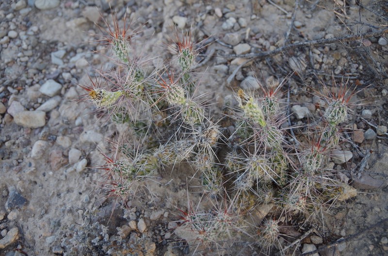 Graham's Pricklypear photo 5