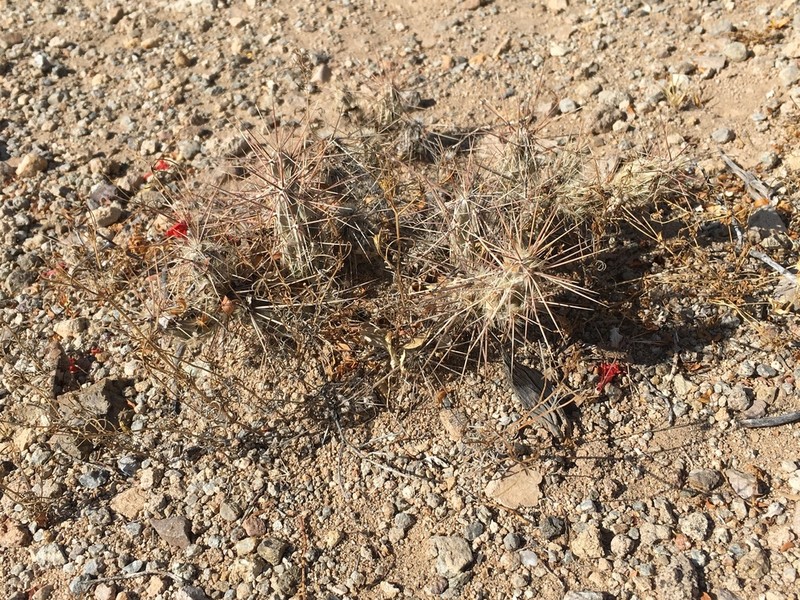 Graham's Pricklypear photo 6