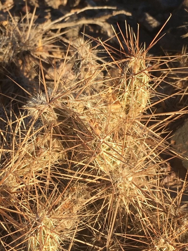 Graham's Pricklypear photo 7