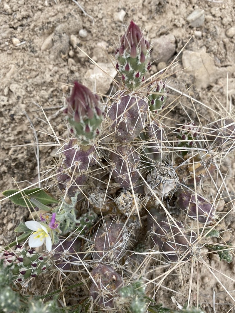 Graham's Pricklypear photo 8