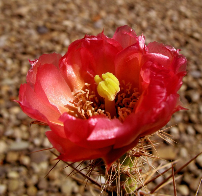 Grusonia guccinii