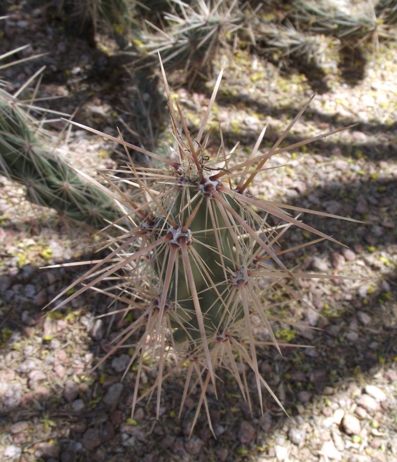 Devil's Cholla