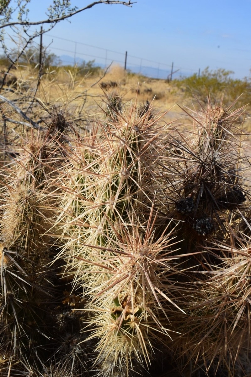 Devil's Cholla