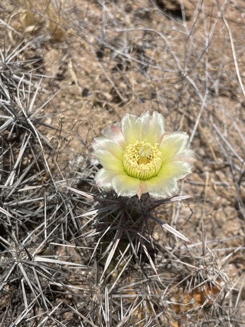 Devil's Cholla photo 2