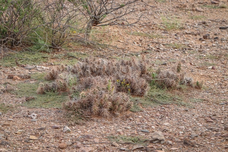 Devil's Cholla photo 3