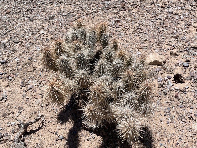 Devil's Cholla photo 4