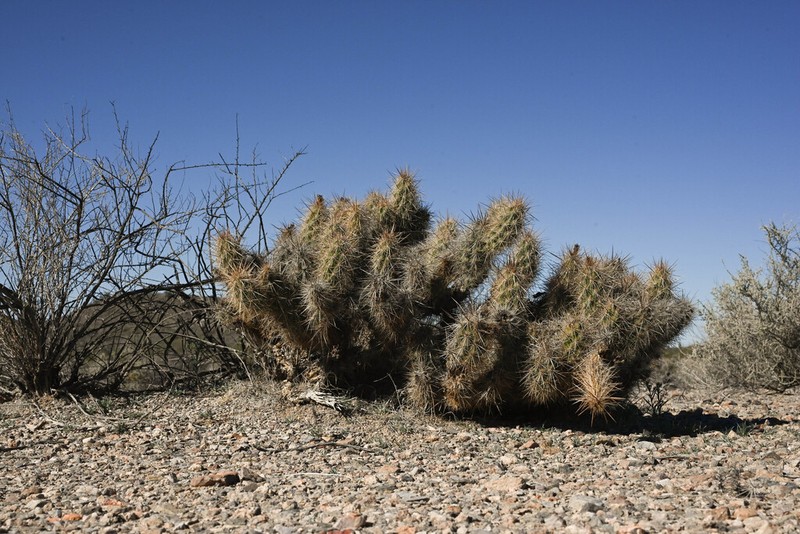 Devil's Cholla photo 5